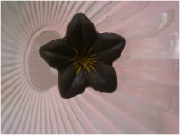 Flores jazmín de chocolate negro 5 ud